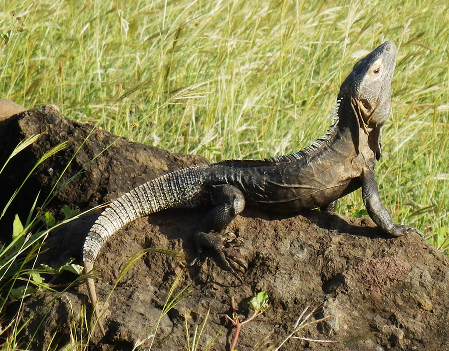 sunbather