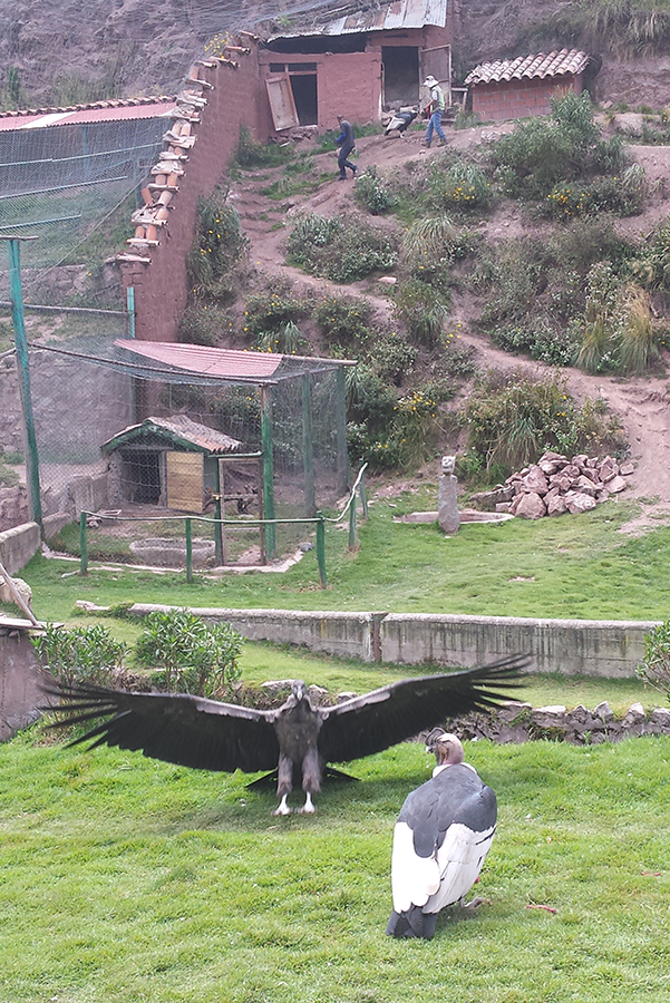 Andean Condors