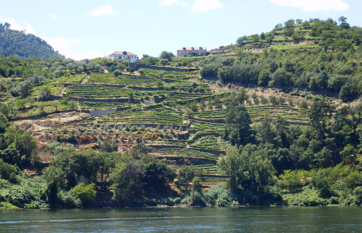 Duoro vineyard