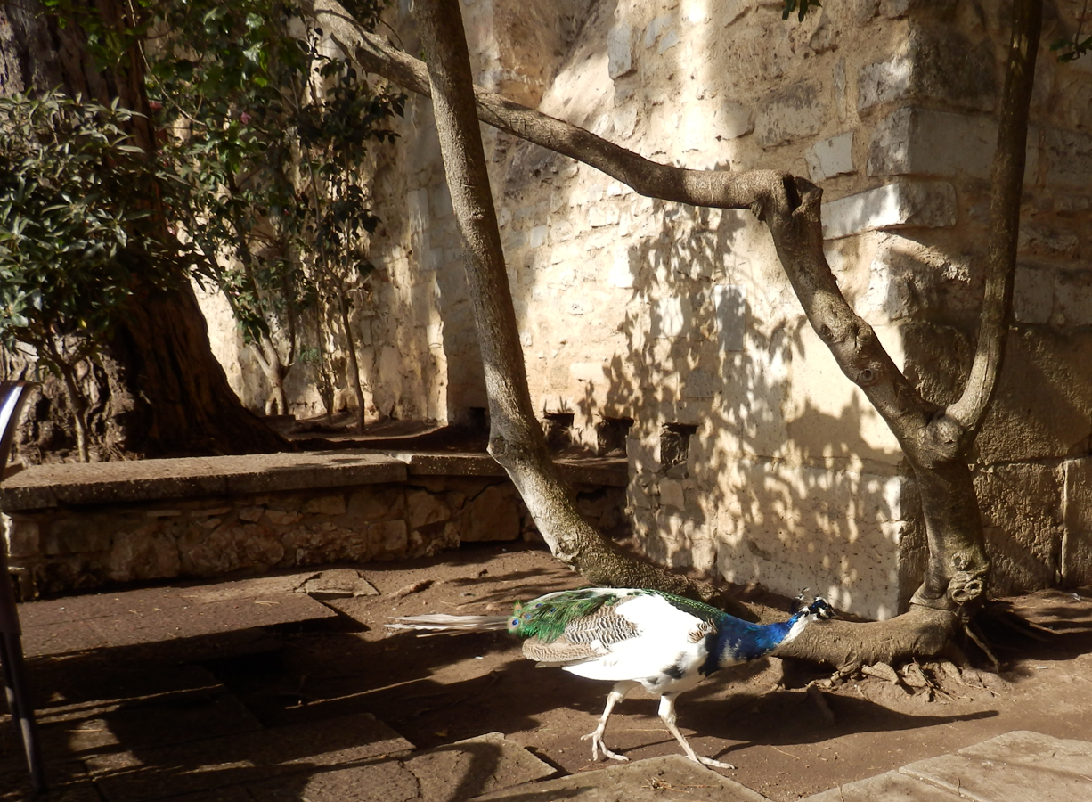 Castelo de Sao Jorge peacock