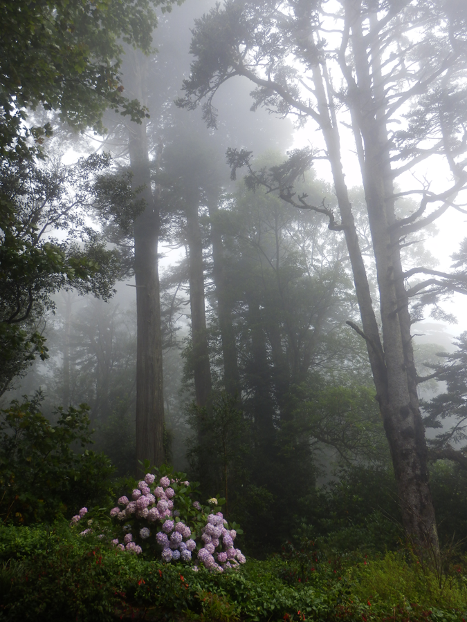 Sintra fog