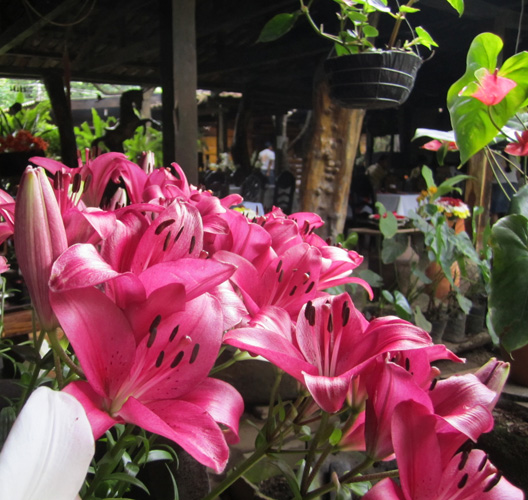 El Jardin de Celeste