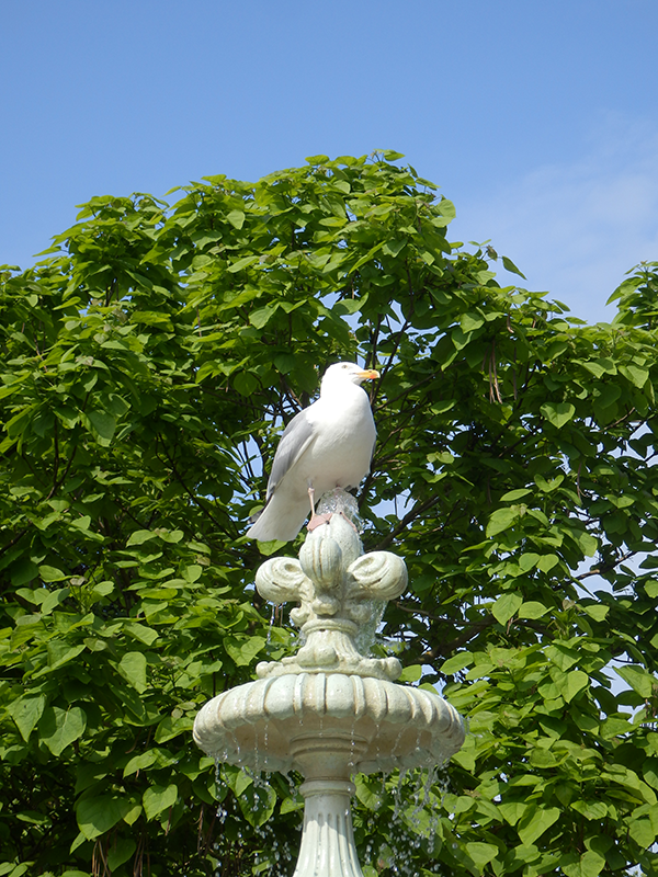 seagull bidet