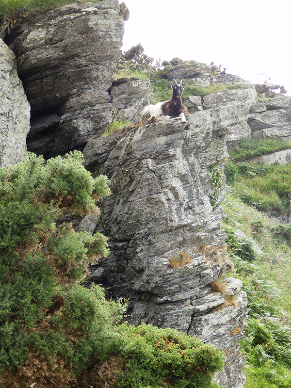 Valley of Rocks goat