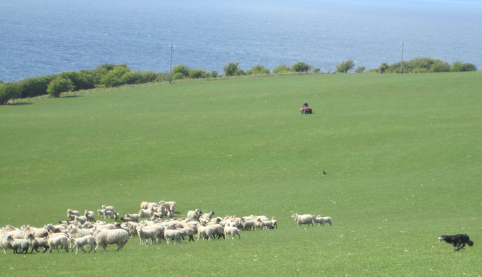 border collies