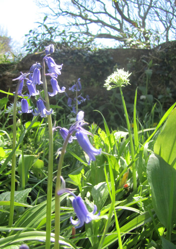 Culzean Castle