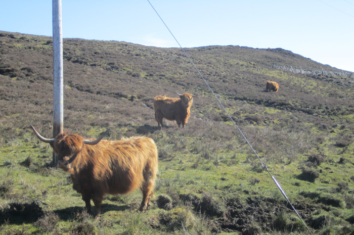 Highland Cow