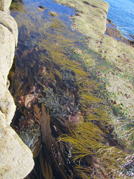 seaweed