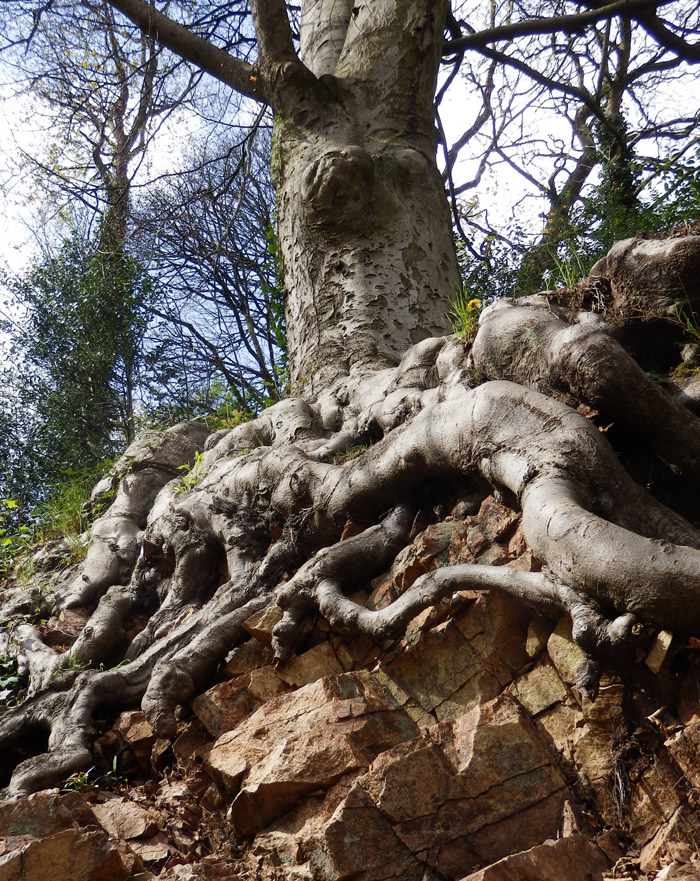 Malvern roots