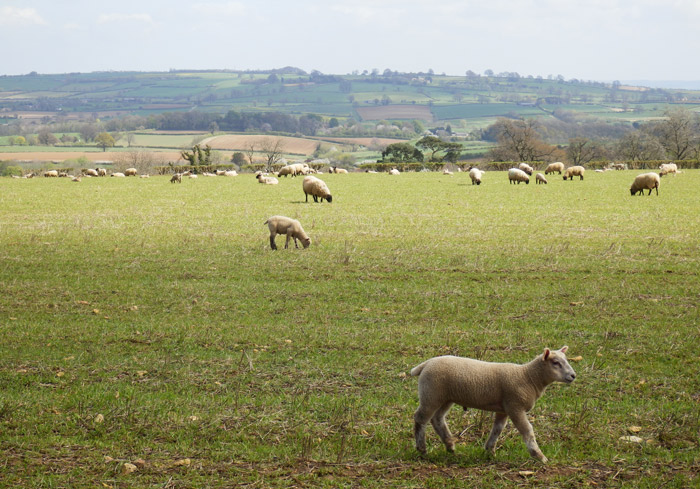 Cotswold sheep