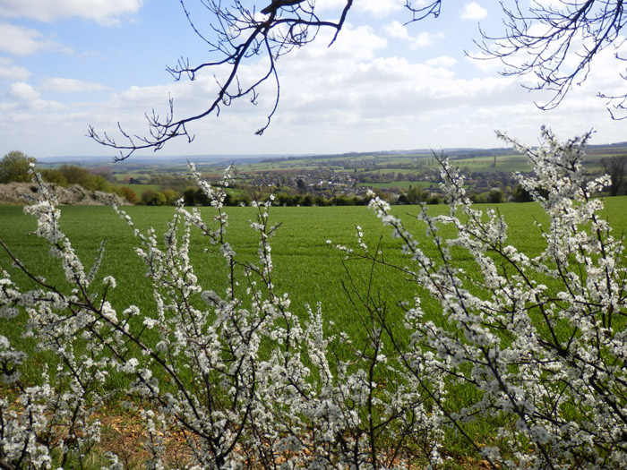 Cotswolds