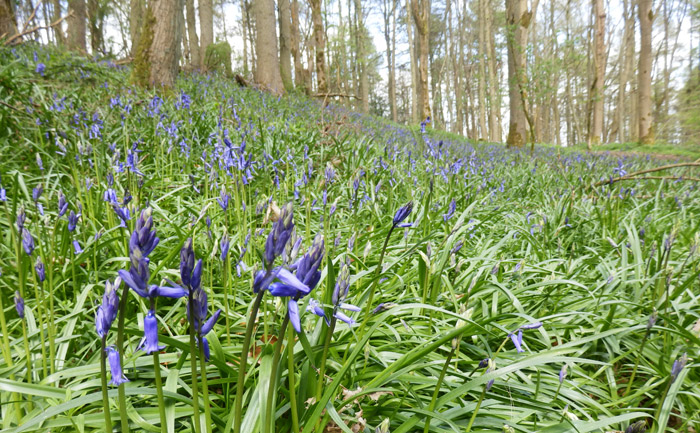 Cotswolds bluebells