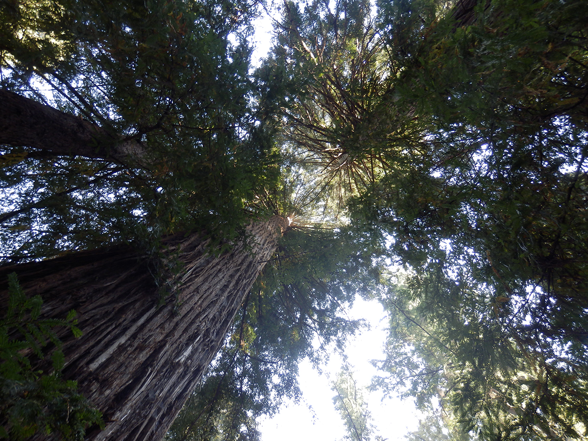 redwoods