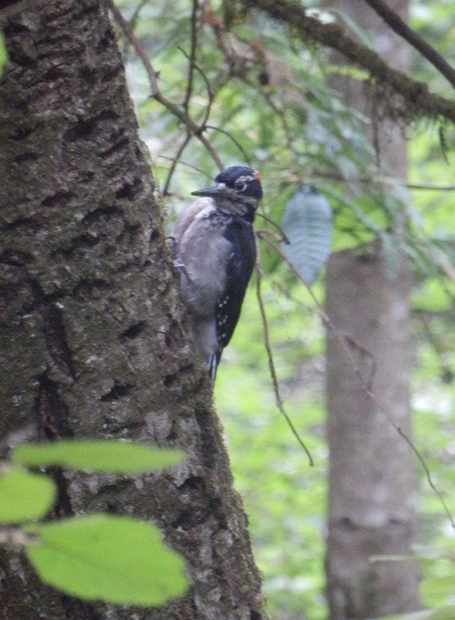 woodpecker