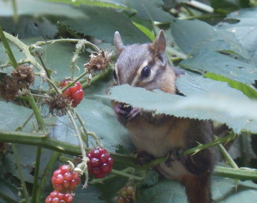 chipmunk