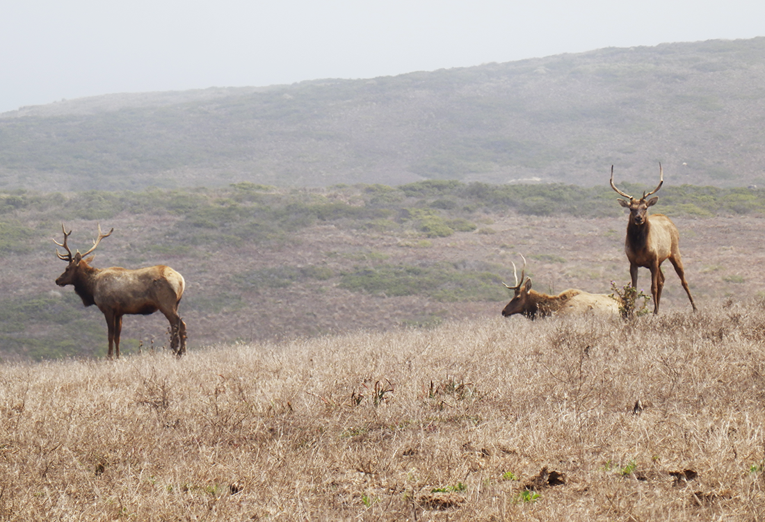 Point Reyes