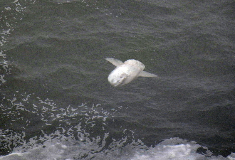 giant sunfish