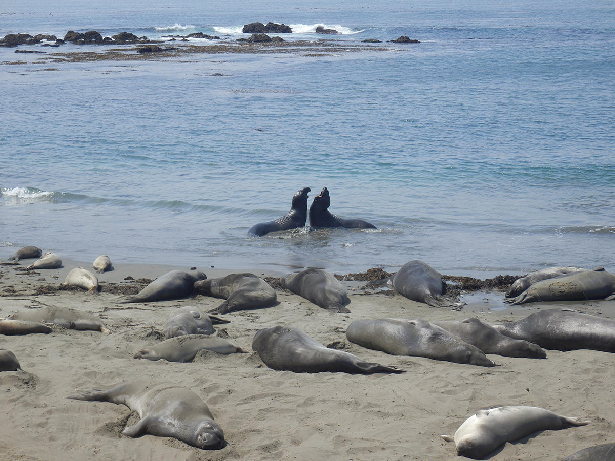 Elephant Seals