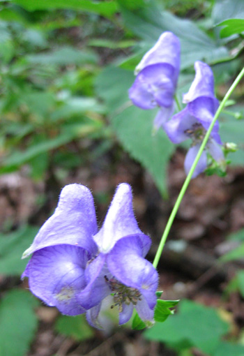 Wildflowers