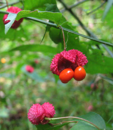 berries